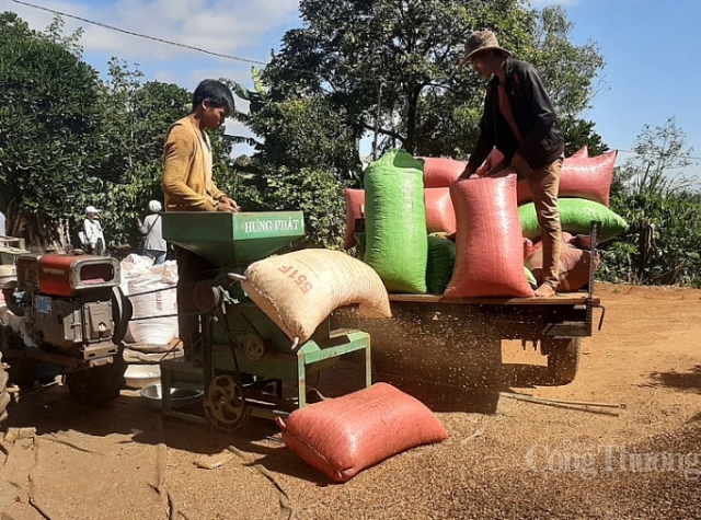 Cà phê Việt: Tìm hướng đi bền vững