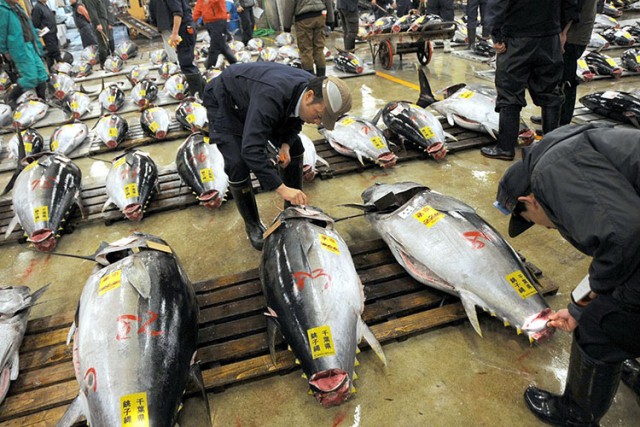 Tiêu chuẩn dư lượng kháng sinh trong thủy sản: Nhật Bản áp cao gấp 10 lần EU