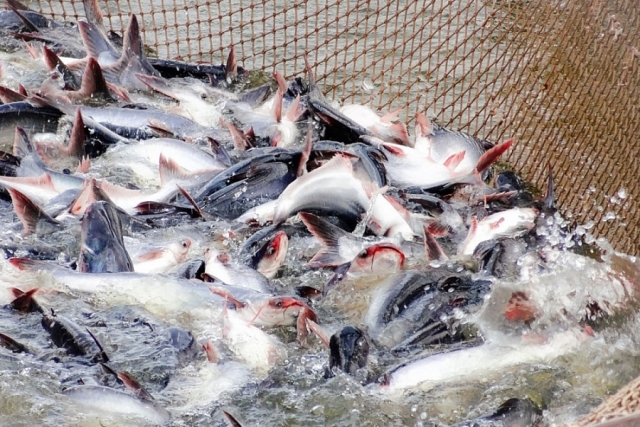 Xuất khẩu cá tra sang thị trường Brazil giảm 2 con số