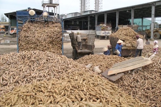 Trung Quốc chiếm tới hơn 90% thị phần xuất khẩu sắn