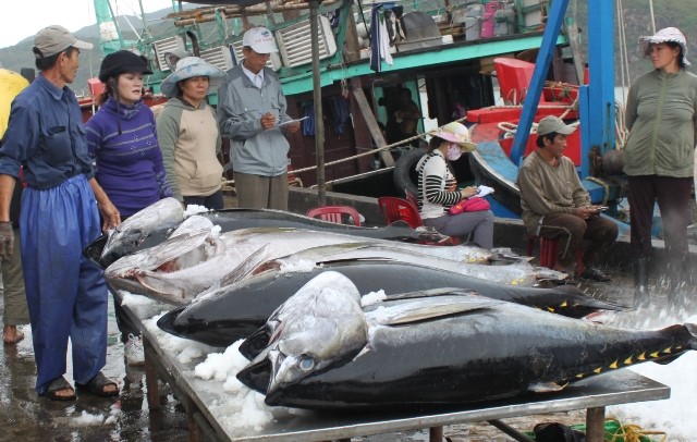 Xuất khẩu cá ngừ tăng trưởng mạnh ở nhiều thị trường