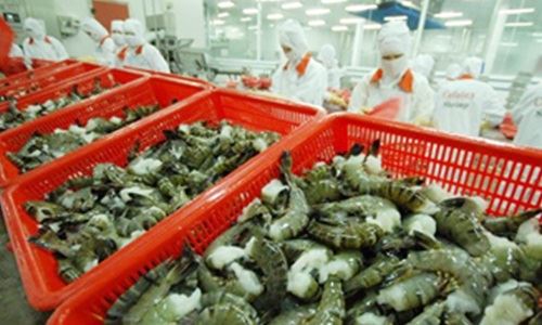 Doanh nghiệp được xuất khẩu trở lại tôm sú sang Trung Quốc