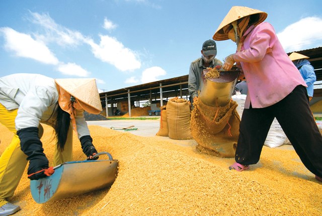 Khởi động chương trình sản xuất lúa gạo bền vững tại Việt Nam