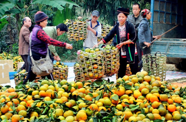 Nông sản Tuyên Quang đến thủ đô