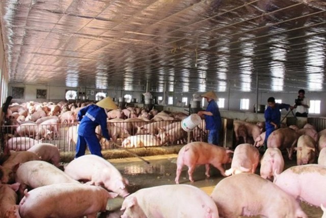 Gần Tết Mậu Tuất 2018: Thương lái ép giá nông dân vì nguy cơ thừa lợn