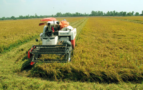Giá lúa tăng nông dân thu lãi gần 20 triệu đồng 1 ha