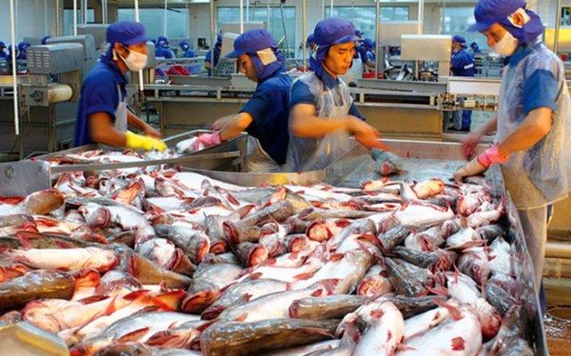 Giá cá tra tăng kỷ lục, doanh nghiệp lo khó cạnh tranh
