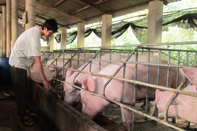 Diễn biến nhanh, giá thịt lợn bất ngờ tăng mạnh