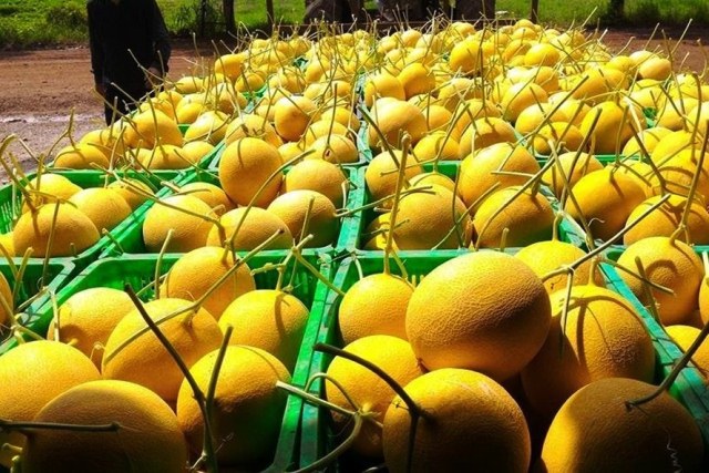 Kết nối phân phối, tiêu thụ nông sản "tinh hoa hàng Việt"