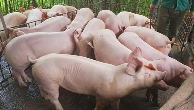 Giá lợn hơi sẽ xuống khoảng 60.000 – 70.000 đồng/kg vào tháng 4