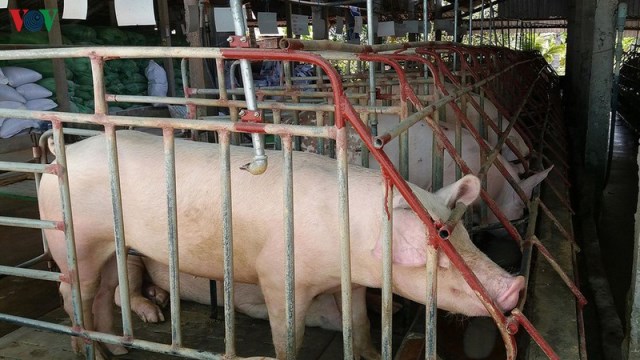Giá thịt lợn hơi tại miền Bắc có thể tiếp tục tăng