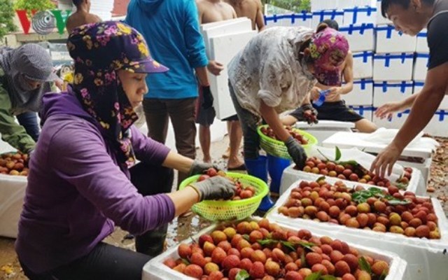 Nông sản Việt: Vì sao nơi bội thu, nơi phải... giải cứu?