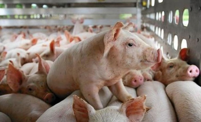 Tăng giảm trái chiều, giá lợn hơi vẫn dưới mức 63.000 đồng/kg