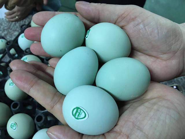 Giật mình trứng gà xanh siêu lạ, mỗi ngày bán 10.000 quả