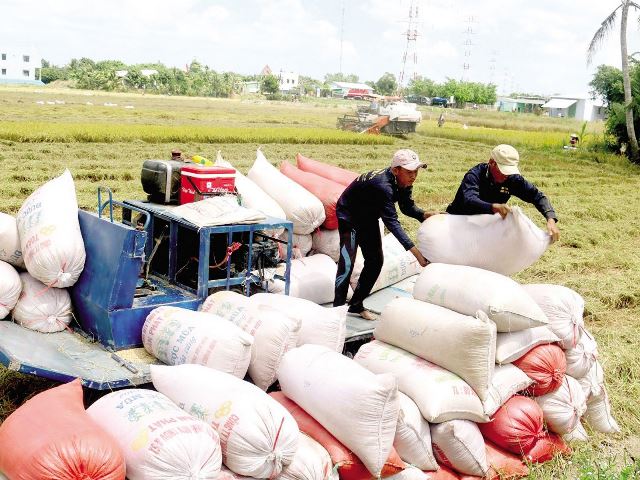 Làm thế nào để vừa đảm bảo an ninh lương thực, vừa khai thác tốt cơ hội xuất khẩu gạo?