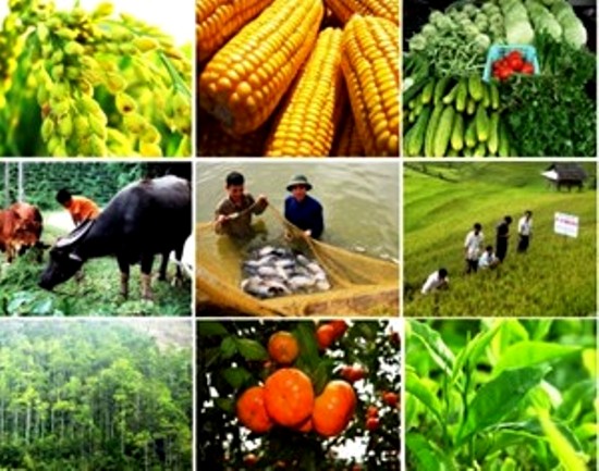 10 thành tựu nổi bật của ngành nông nghiệp giai đoạn 2010-2015
