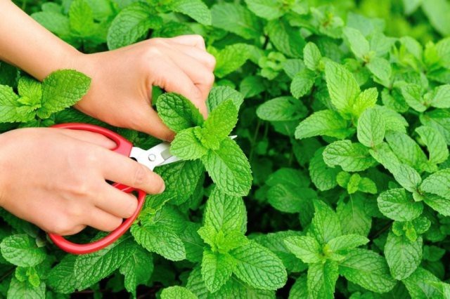 Những loại rau thơm vườn nhà giúp trị bệnh hiệu quả
