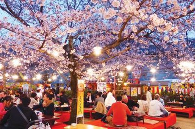 Lễ hội hoa anh đào Nhật Bản – Hà Nội 2020