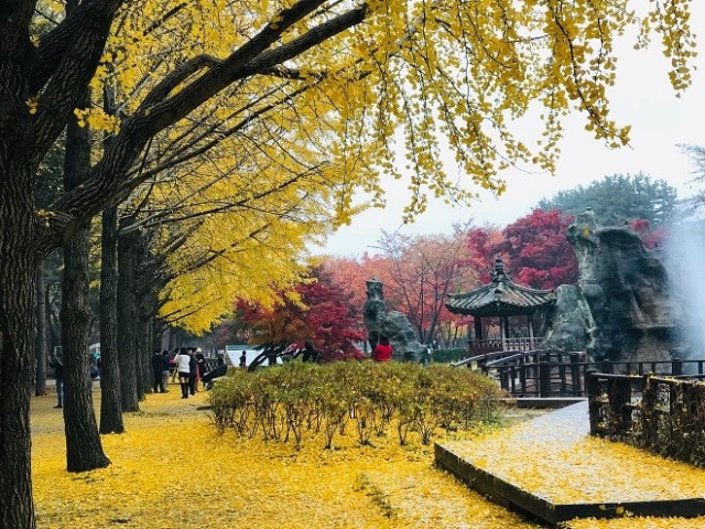 Đẹp ngỡ ngàng mùa thu nhuộm vàng của Hàn Quốc