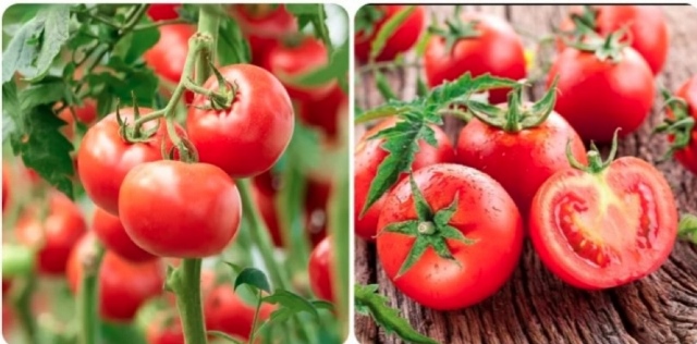 Tác dụng của cà chua đối với sức khỏe