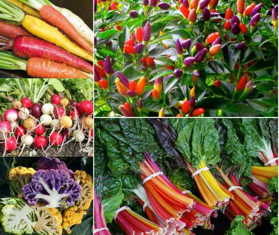 Top 5 loại rau củ cầu vồng nên trồng cho vườn thêm xinh