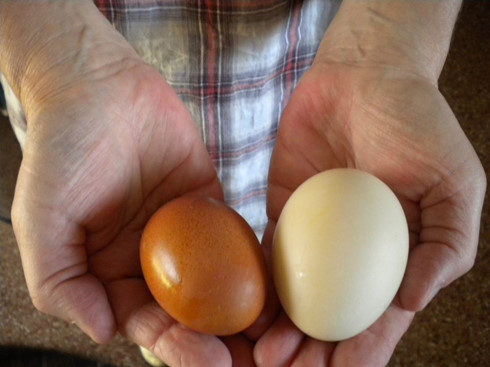 Trứng gà hay trứng vịt - trứng nào tốt hơn?