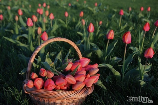 Đẹp mê hồn cánh đồng hoa tulip ở Hà Lan